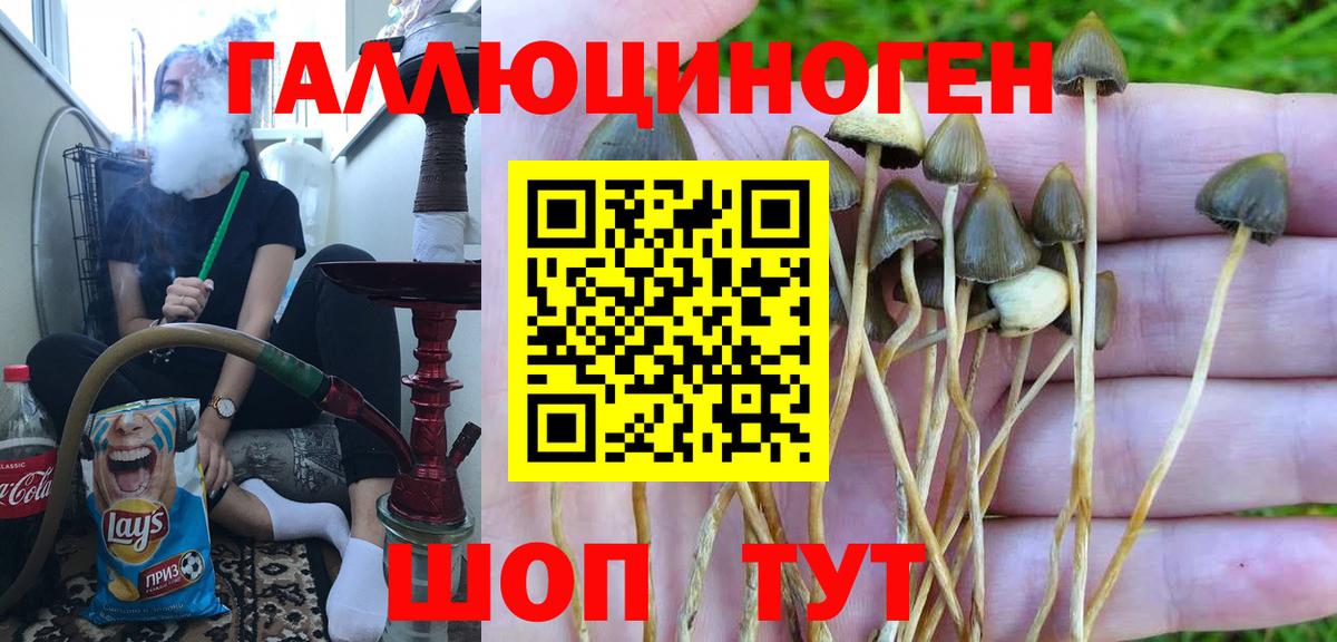 Псилоцибиновые грибы Psilocybe Янаул